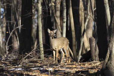 Ak kuyruklu geyik (Odocoileus virginianus) ayrıca Virginia geyik - Hind kış orman olarak biliyor. Vahşi doğa sahne Wisconsin