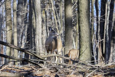 Ak kuyruklu geyik (Odocoileus virginianus) ayrıca Virginia geyik - Hind kış orman olarak biliyor. Vahşi doğa sahne Wisconsin