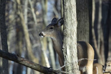 Ak kuyruklu geyik (Odocoileus virginianus) ayrıca Virginia geyik - Hind kış orman olarak biliyor. Vahşi doğa sahne Wisconsin