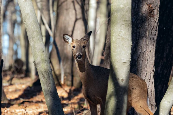 Weißschwanzhirsch Odocoileus Virginianus Kennt Man Auch Als Jungfrauhirsch Winterwald Hinterher — Stockfoto