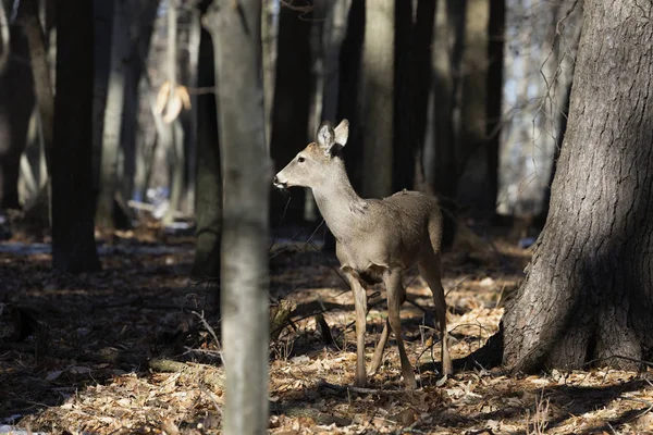 Белохвостый Олень Odocoileus Virginianus Известен Вирджиния Олень Хинд Зимнем Лесу — стоковое фото