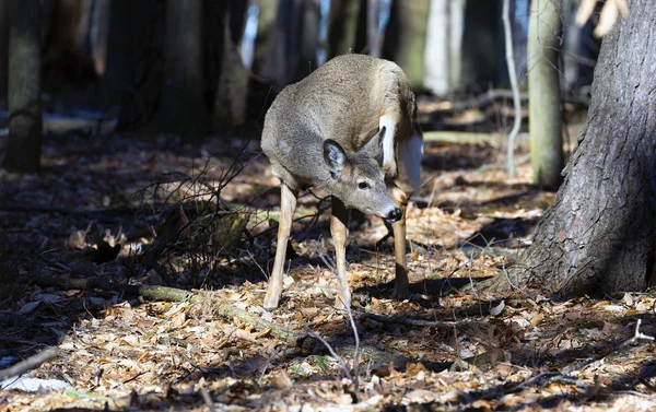 Ak kuyruklu geyik (Odocoileus virginianus) ayrıca Virginia geyik - Hind kış orman olarak biliyor. Vahşi doğa sahne Wisconsin