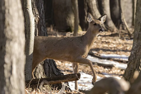 Cervo Dalla Coda Bianca Odocoileus Virginianus Conosciuto Anche Come Cervo — Foto Stock