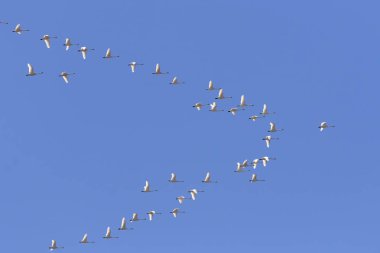 Geçirme kuzeye doğru uçan tundra kuğu sürüsü