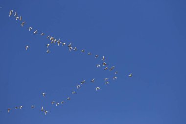 Geçirme kuzeye doğru uçan tundra kuğu sürüsü