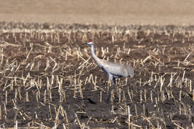 Sandhill crane (Antigone canadensis) onların yuvalama alanlarına döndü sonra.