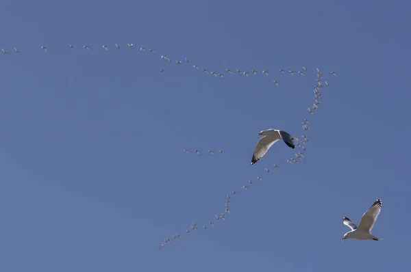 空飛ぶカモメ バック グラウンドでは白鳥が北への移行を飛行の群れ — ストック写真