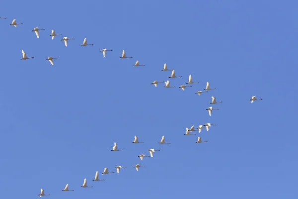 Migrera Flock Tundra Svanar Flygande Norr — Stockfoto