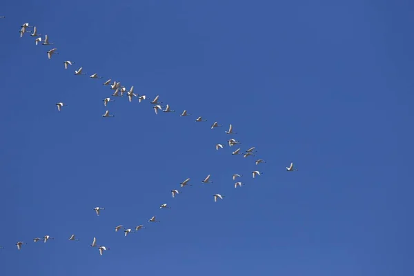Migrera Flock Tundra Svanar Flygande Norr — Stockfoto