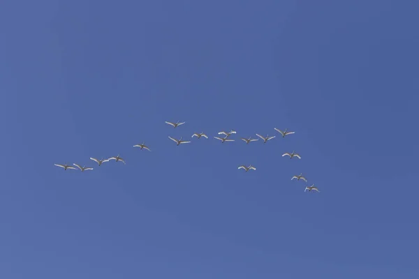 Migrating Flock Tundra Swans Flying North — Stock Photo, Image