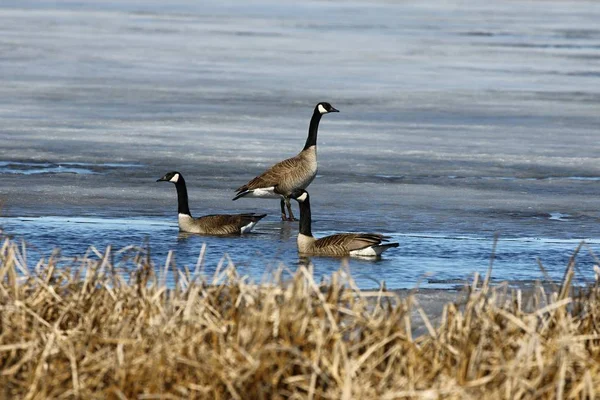 Primavera Que Viene Pareja Gansos Canadienses Branta Canadensis Cerca Área — Foto de Stock