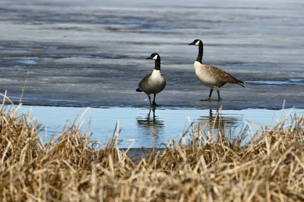 Primavera Que Viene Pareja Gansos Canadienses Branta Canadensis Cerca Área — Foto de Stock