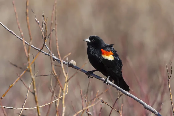 Pájaro Negro Alas Rojas Macho Agelaius Phoeniceus Sentado Una Rama —  Fotos de Stock