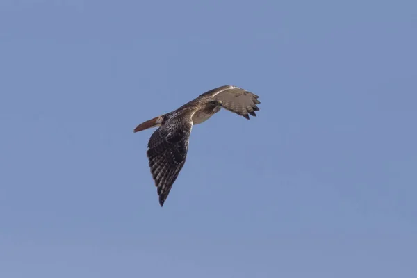 Kırmızı Kuyruklu Şahin Buteo Jamaicensis Uçuş Yetişkin Amerikalı Bir Yırtıcı — Stok fotoğraf