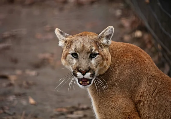 Catamount, dağ aslanı, panter ve puma gibi diğer adlarıyla da bilinen 