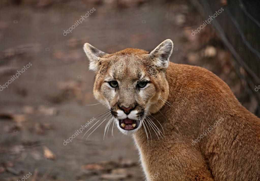 Puma immagini discount