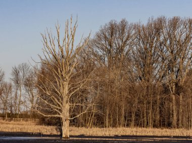 Su deposu su, ölü ağaç bahar sezonu devlet yaban hayatı vardır