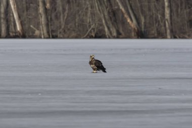 Wisconsin, bir yırtıcı kuş gümüş donmuş gölde genç kel kartal