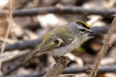 Altın taçlı Kinglet (Regulus satrapa)