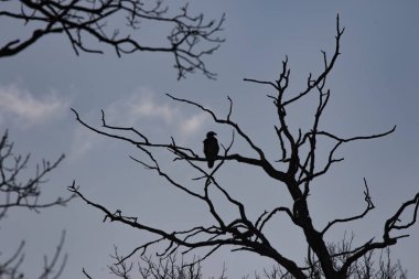 Bir ağacın üzerinde bir kartal silüeti, vahşi doğa sahnesi