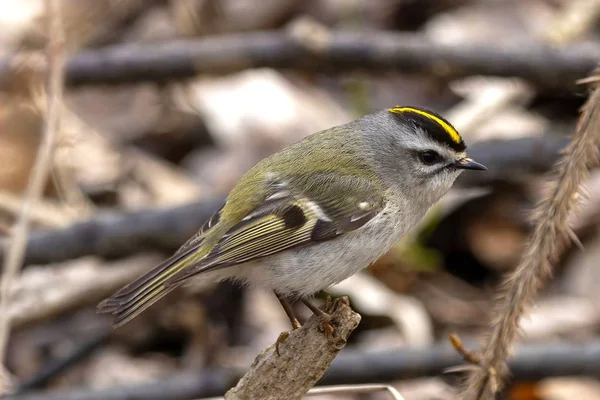 Altın taçlı Kinglet (Regulus satrapa)