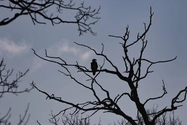 Bir ağacın üzerinde bir kartal silüeti, vahşi doğa sahnesi
