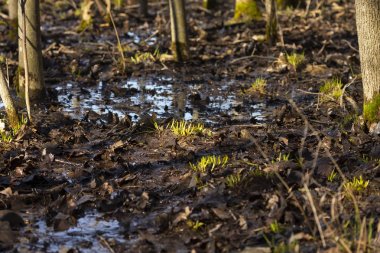 Sular altında kalan ormanda ot filizleniyor
