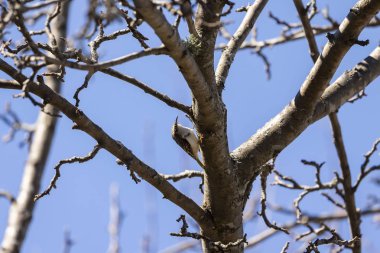  Kahverengi sarmaşık (Certhia americana), ayrıca Amerikan ağaç bekçisi olarak da bilinir.