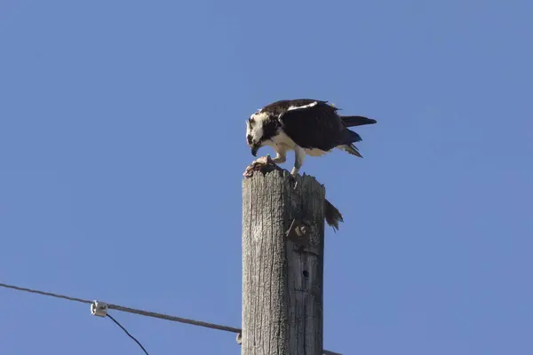 Osprey Ocidental Pandion Haliaetus Com Peixes Capturados Pólo Elétrico Velho — Fotografia de Stock