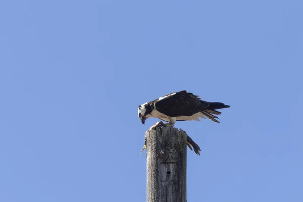 Balbuzard Pêcheur Pandion Haliaetus Avec Des Poissons Capturés Sur Vieux — Photo