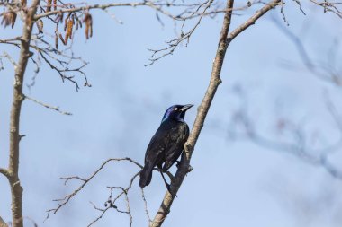 Ortak grackle (Quiscalus quiscula) Kuzey kuş güneydoğu Abd'den kuzey Wisconsin göç.