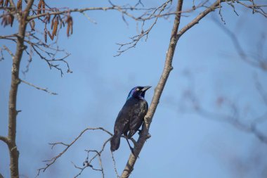 Ortak grackle (Quiscalus quiscula) Kuzey kuş güneydoğu Abd'den kuzey Wisconsin göç.