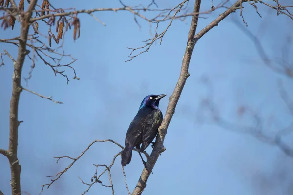 Grackle Común Quiscalus Quiscula Aves Del Norte Que Migran Desde —  Fotos de Stock