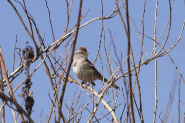  Yontma serçesi (Spizella passerina), bir amerikan serçe türüdür.