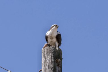 Batılı balık (Pandion haliaetus) eski elektrik direğinde balık yakaladı