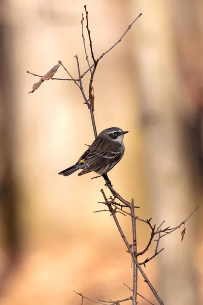 Североамериканская Птица Жёлтая Камышовка Setophaga Coronata Сидит Ветке Дерева — стоковое фото