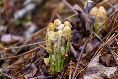 Eğrelti otları yetiştirmek. Bracken (Pteridium) ilkbahar Wisconsin orman