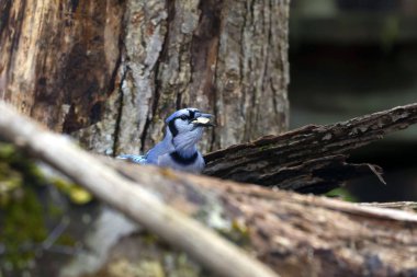 Blue Jay, Cyanocitta cristata , Wisconsin devlet ormanı üzerinde kuş yem ile bahar aylarında.