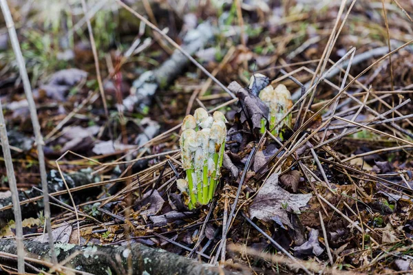 Growing Ferns Bracken Pteridium Forest Springtime Wisconsin — Stock Photo, Image