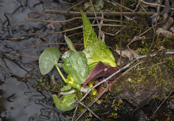 Eastern skunk cabbage ,Symplocarpus foetidus,native plant of eastern north America.Used  as a medicinal plant and magical talisman by various tribes of native americans