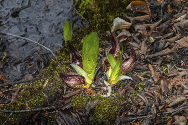  Eastern skunk cabbage ,Symplocarpus foetidus,native plant of eastern north America.Used  as a medicinal plant and magical talisman by various tribes of native americans