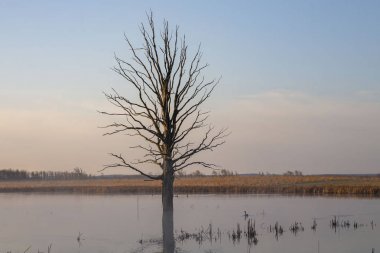 Pond izole kuru eski Ağaç, güzel sahne, sisli pus harika sabah