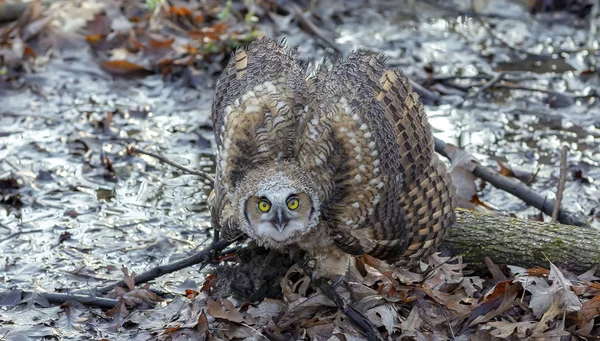 Petite Chouette Frelon Bubo Virginianus Perchée Sur Branche Après Avoir — Photo