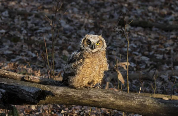 Coruja Vespas Grande Juvenil Bubo Virginianus Empoleirada Ramo Depois Deixar — Fotografia de Stock