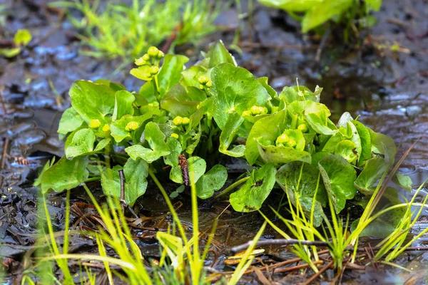 Sumpf Ringelblume Vor Der Blüte Überfluteten Wald Frühlingsblumen — Stockfoto