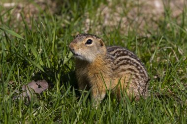 Çayır otları ve çiçeklerle beslenen on üç çizgili yer sincabı