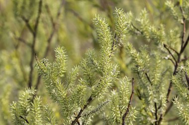 Catkins ilkbaharda bir çalı üzerinde