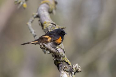 American Redstart adult breeding male perched in a  branch in the forest. clipart