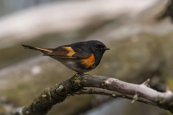 American Redstart Vuxen Avel Hane Uppflugen Gren Skogen — Stockfoto