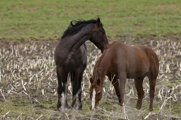 Hevoset Pellolla Wisconsinin Keskustassa — kuvapankkivalokuva